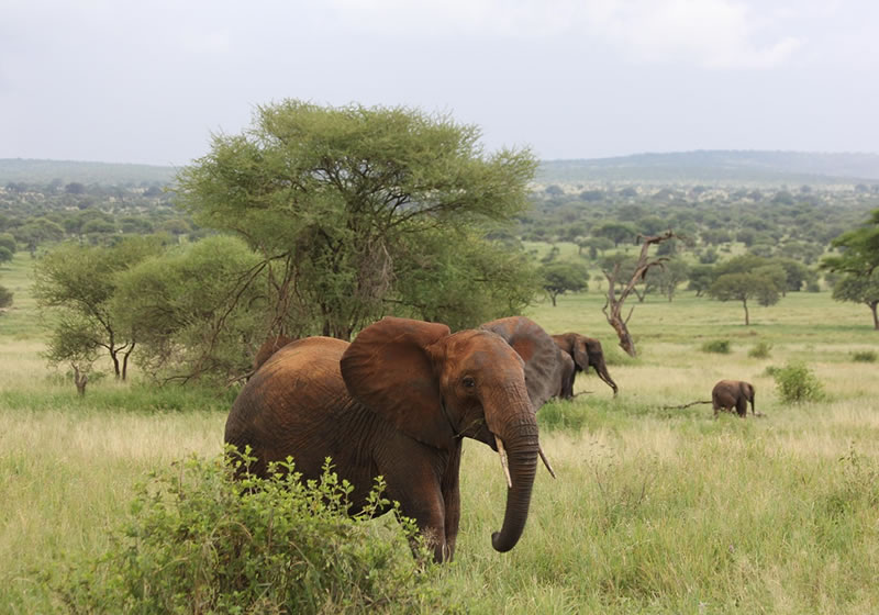 Elephants and baobab trees in Tarangire National Park Tanzania